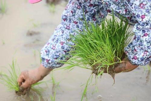 赵梓图片,探寻东方艺术之美