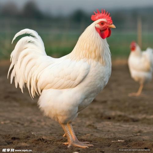 白羽鸡图片,优雅与美味的完美结合