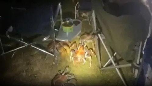 巨型蟹图片,巨型蟹的神秘世界